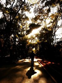 Road passing through trees