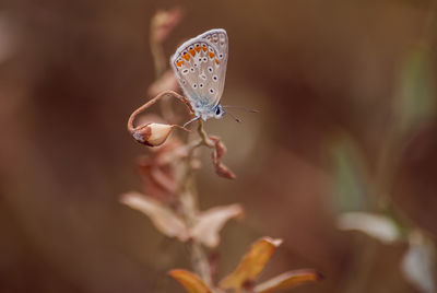 Close-up of butterfly on plant