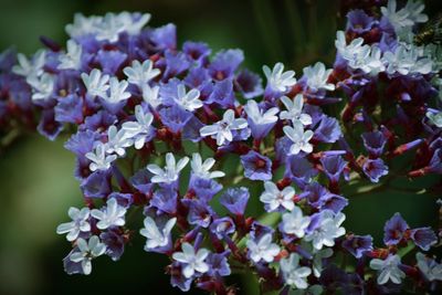 Close-up of purple flowers