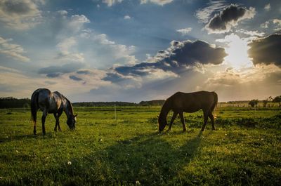 Sheep grazing on grassy field