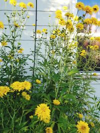 Close-up of yellow flowers