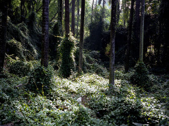 Trees in forest