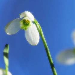 Close-up of white flowering plant against blue sky