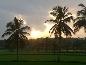 Palm trees at sunset