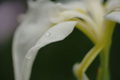 Close-up of wet flower