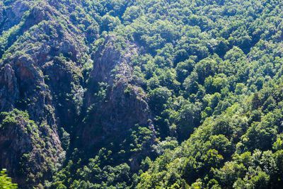 High angle view of trees in forest