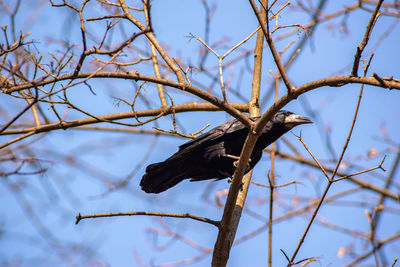 Low angle view of bird perching on branch