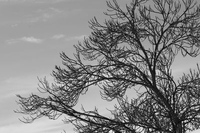 Low angle view of bare tree against sky