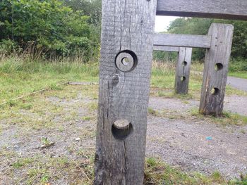 Close-up of tree trunk on wooden wall