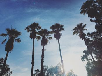 Low angle view of palm trees against sky