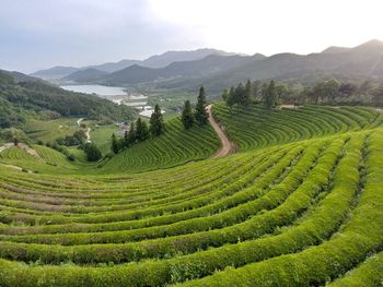 Scenic view of agricultural field against sky