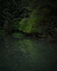 Scenic view of lake in forest