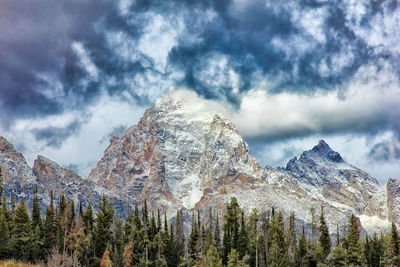 Pine trees on snowcapped mountains against sky