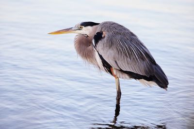 High angle view of gray heron perching on a lake