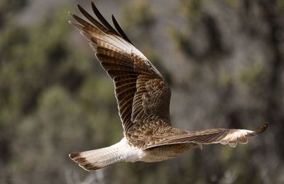 Close-up of eagle flying