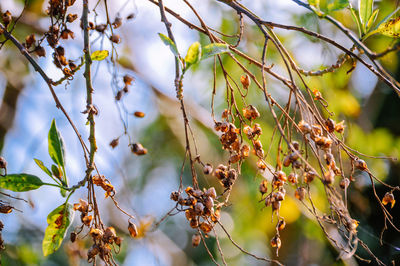 Close-up of plants against blurred background