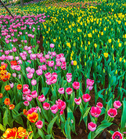 Close-up of pink flowering plants on field