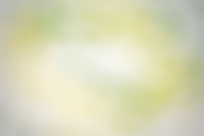 Defocused image of tree