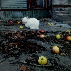 View of apple eating fruit