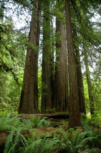 Trees growing in forest