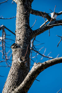 Low angle view of lizard on tree against blue sky