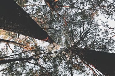 Low angle view of tree against sky