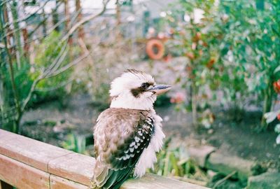 Close-up of bird perching outdoors