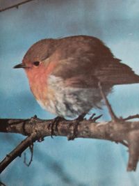 Close-up of bird perching on branch