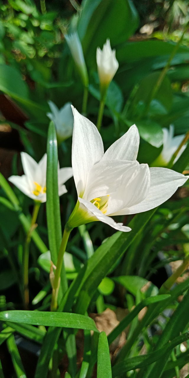 CLOSE-UP OF WHITE ROSE PLANT