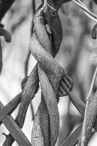 Close-up of rope tied on metal