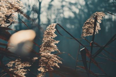 Close-up of tree trunk