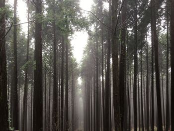 Low angle view of trees in the forest