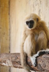 Portrait of monkey sitting on wood at zoo