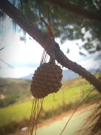 Close-up of fresh green tree