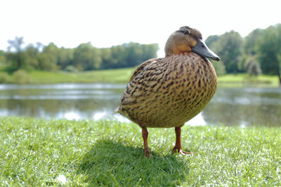 Duck on a field