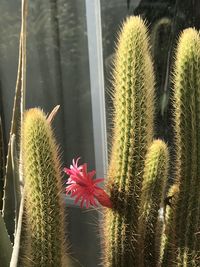 Close-up of cactus plant