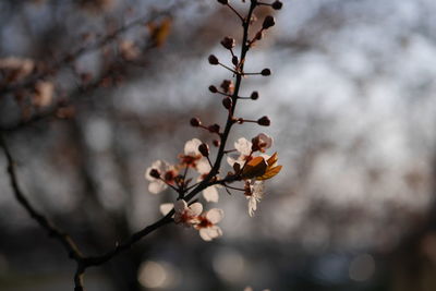 Low angle view of flowering plant