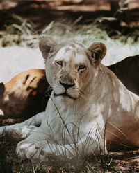 Close-up of a feline resting on field