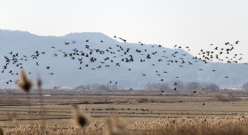 Flock of birds flying in the sky