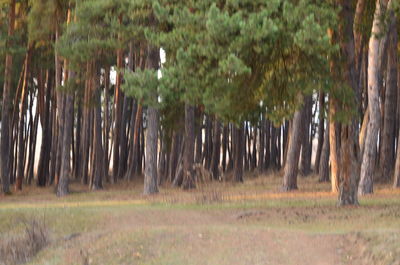 View of trees in forest