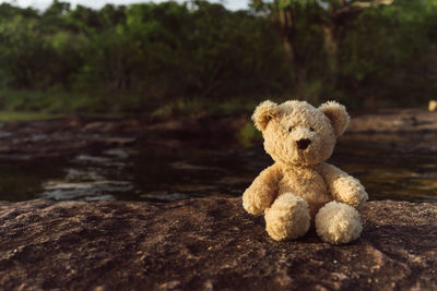 Teddy bear on field