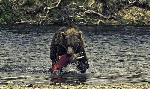 Dog swimming in river