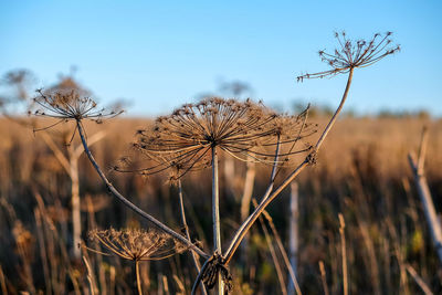 Close-up of dry plant on field against sky