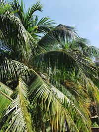 Low angle view of palm tree against sky