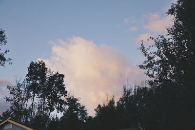 Low angle view of trees against sky