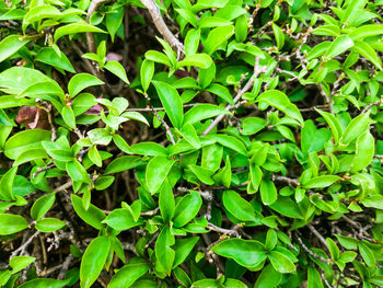 Full frame shot of plants