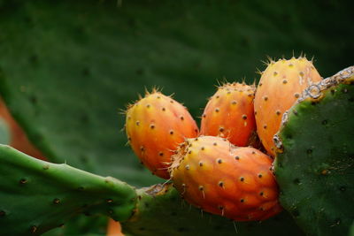 Close-up of prickly pear cactus