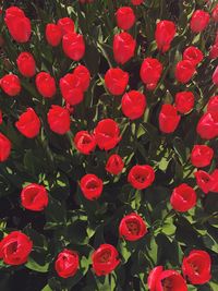 High angle view of red flowering plants