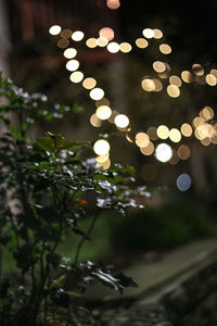 Defocused image of illuminated tree