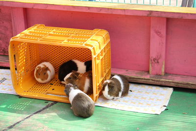 Little rats kept in plastic rack
